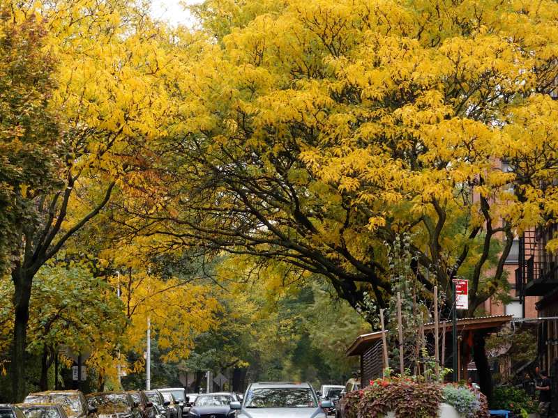 Brooklyn street trees: Gleditsia triacanthos
