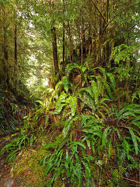 Lake Quinault deer ferns