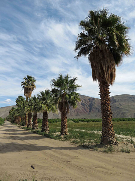 Washingtonia: A Pair of Desert Jewels - Northwest Horticultural Society ...