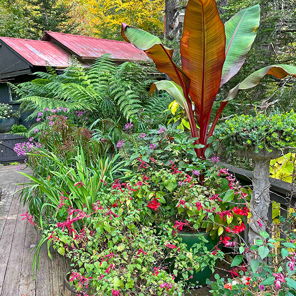 Carolina on my mind, deck planting