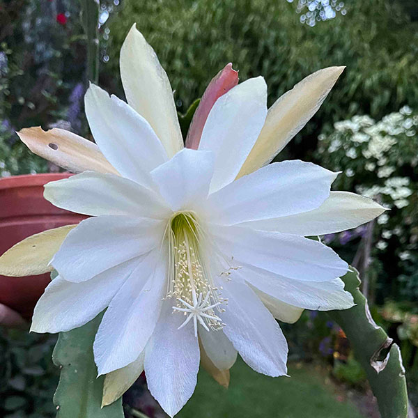 White orchid cactus