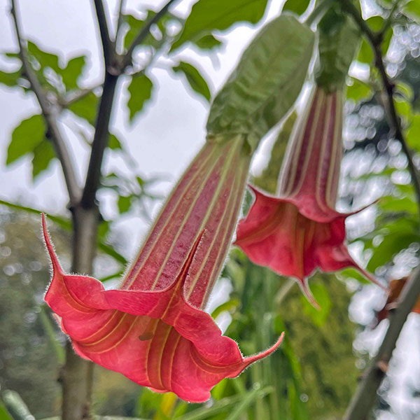 Brugmansia flower