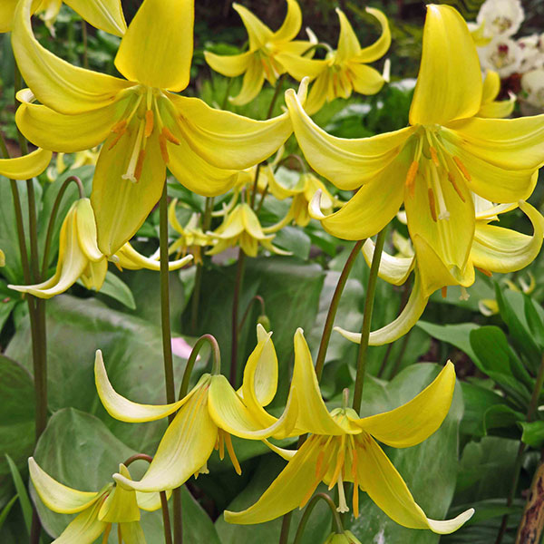Erythronium