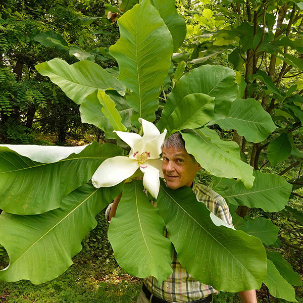 Daniel Sparler and a large-leaf magnolia